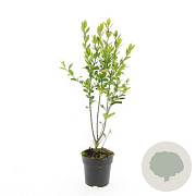 Ligustrum ovalifolium 125-150 cm met kluit solitair struik