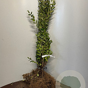Ligustrum ovalifolium 60-100 cm wortelgoed 0/2/0 3 tak
