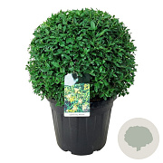 Ligustrum vulg. 'Atrovirens' 60-80 cm wortelgoed 0/2 3 tak