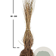 Ligustrum vulg. 'Atrovirens' 80-100 cm wortelgoed 0/2 3-5 tak