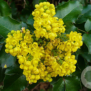Mahonia aquifolium 20-30 cm wortelgoed 1/1