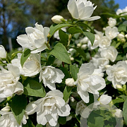 Philadelphus 'Manteau d'Hermine' 40-60 cm wortelgoed 0/1/0 2 tak