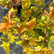 Physocarpus op. Little Leena 20-40 cm wortelgoed 0/1/1