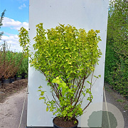 Physocarpus opulifolius 'Dart's Gold' 30-50 cm wortelgoed 0/1/1 2-3 tak