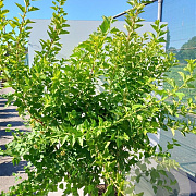 Physocarpus opulifolius 'Luteus' 30-50 cm wortelgoed 0/1/1 2-3 tak