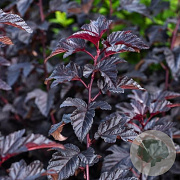 Physocarpus opulifolius 60-100 cm wortelgoed 1/1 2-3 tak