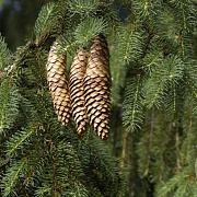 Picea abies 40-60 cm wortelgoed 2/2