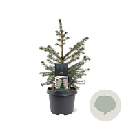 Picea omorika 30-50 cm wortelgoed 2/2