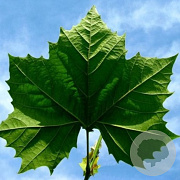 Platanus hispanica 'El Gordo' 100-125 cm wortelgoed 0/1