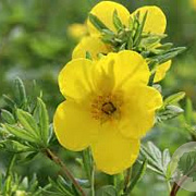 Potentilla f. 'Goldfinger' 30-50 cm wortelgoed 0/1 2-3 tak