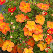 Potentilla f. 'Red Ace' 25-40 cm wortelgoed 0/1 2-3 tak