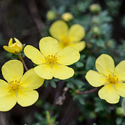 Potentilla fruticosa 'Elizabeth' 15-30 cm wortelgoed 0/1