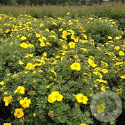 Potentilla fruticosa 'Goldstar' 15-30 cm wortelgoed 0/1