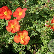 Potentilla fruticosa 'Marian Red Robin' 25-40 cm wortelgoed 0/1 2-3 tak