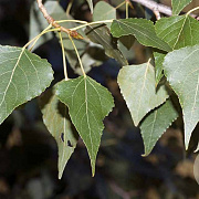 Populus nigra 150-175 cm wortelgoed