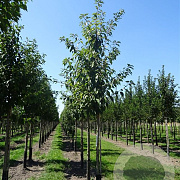 Prunus padus 60-100 cm wortelgoed 1/1