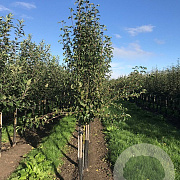 Pyrus communis 125-150 cm wortelgoed geveerd