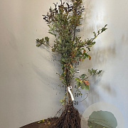 Quercus robur 60-100 cm wortelgoed 1/2