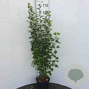 Ribes alpinum 40-60 cm wortelgoed 0/2 3 tak