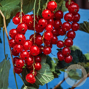 Ribes rubrum 40-60 cm wortelgoed 0/1 3 tak