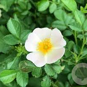Rosa arvensis 60-100 cm wortelgoed 1/1