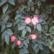 Rosa glauca 50-80 cm wortelgoed 1/1