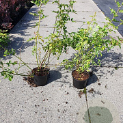 Rosa multiflora 60-100 cm wortelgoed 1/1 3 tak