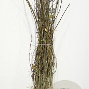 Robinia pseudoacacia 100-140 cm wortelgoed 1/1