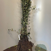 Salix aurita 80-120 cm wortelgoed 0/1