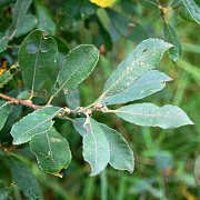 Salix cinerea 80-120 cm wortelgoed 0/1