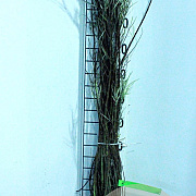 Salix elaeagnos 'Angustifolia' 60-80 cm wortelgoed 0/1
