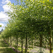Salix vitellina 80-120 cm wortelgoed 0/1