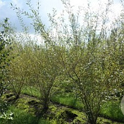 Salix purpurea 125-150 cm wortelgoed autochtoon