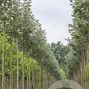 Sorbus intermedia 60-100 cm wortelgoed 1/1