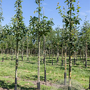 Sorbus torminalis 175-200 cm wortelgoed
