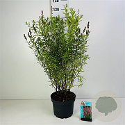 Spiraea billardii 30-50 cm wortelgoed 0/1 2-3 tak
