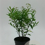 Spiraea jap. 'Genpei' 30-50 cm wortelgoed 0/2 3 tak