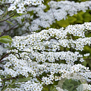 Spiraea nipp. 'June Bride' 20-40 cm wortelgoed 0/1/1 2 tak