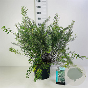 Spiraea nipp. 'Snowmound' 20-40 cm wortelgoed 0/1