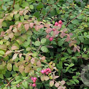 Symphoricarpos chenaultii 50-80 cm wortelgoed 0/1 2-3 tak