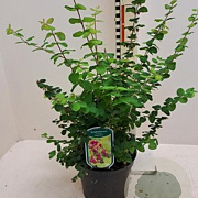 Symphoricarpos d. 'Magic Berry' 40-60 cm wortelgoed 0/2 3 tak