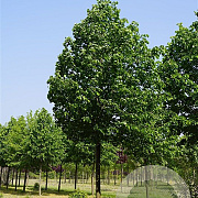 Tilia cordata 'Greenspire' 150-175 cm wortelgoed