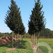 Ulmus minor 60-100 cm wortelgoed 1/1