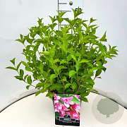 Weigela 'Rosea' 60-90 cm wortelgoed 0/2 3 tak