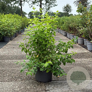 Philadelphus Pearls of Perfume 60-80 cm 10L