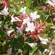 Abelia grandifl. 'Prostrata' 80-100 cm 20L