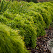 Acacia cognata 'Limelight' 80-100 cm 20L breed