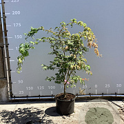 Acer japonicum 'Aconitifolium' 125-150 cm 35L