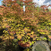 Acer japonicum 'Aconitifolium' 125-150 cm cont. 80L
