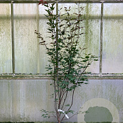 Acer pal. 'Atropurpureum' 150-175 cm 20L